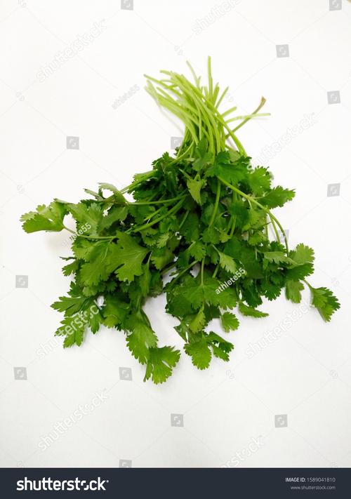 Fresh Coriander Leaves